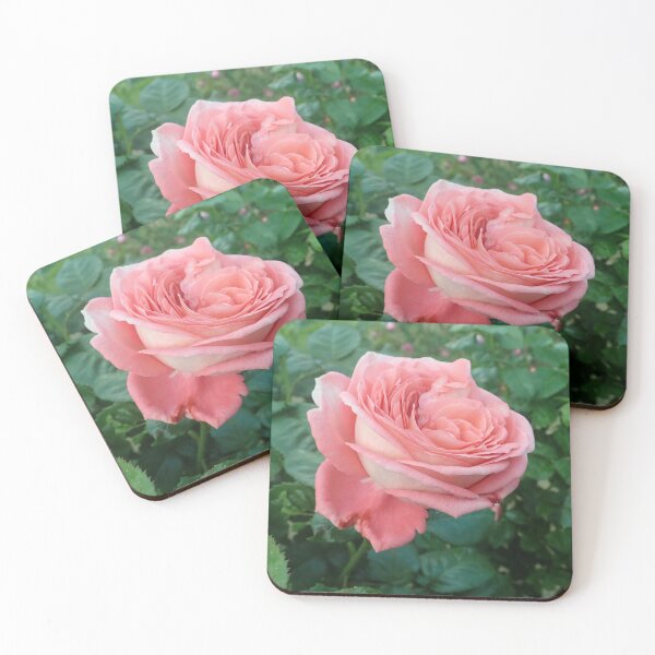 Artikelvorschau, Rosa Rose in voller Blüte entworfen und verkauft von aspiritualgirl.