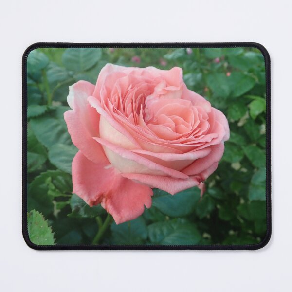 Item preview, Pink Rose In Bloom designed and sold by aspiritualgirl.