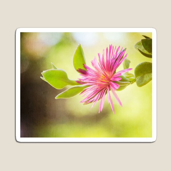 Untitled Magnet
