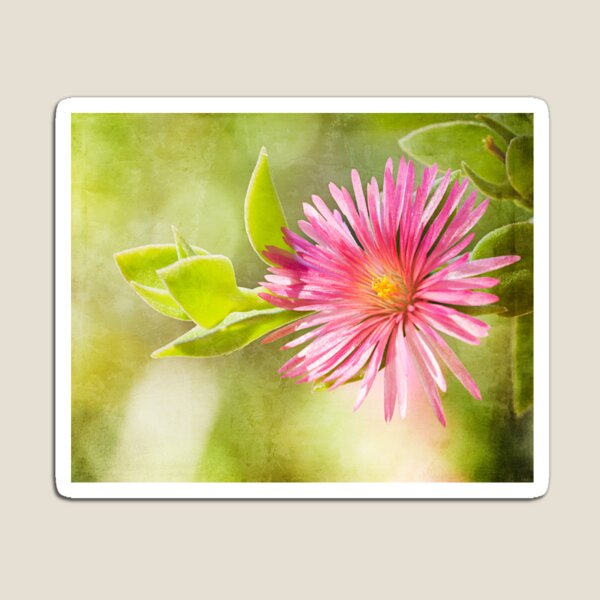 Pink Magnet