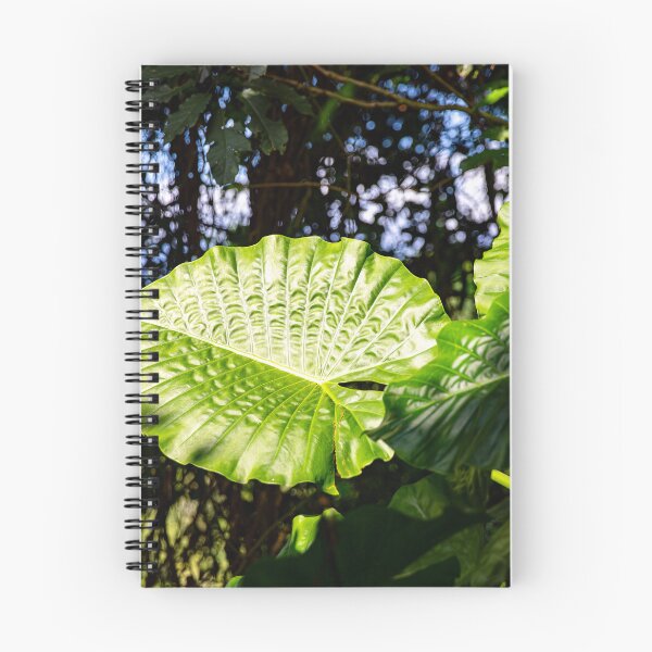 Item preview, Alocasia Odora designed and sold by Daniel's Destinations.