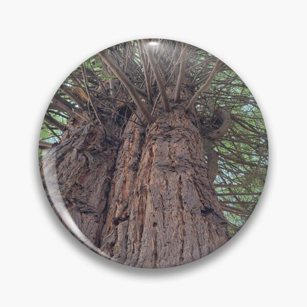 Item preview, Great Trees at Fort Humboldt designed and sold by Dr. Gabriella Korosi.