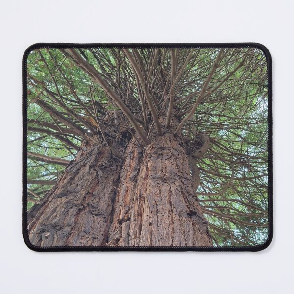 Item preview, Great Trees at Fort Humboldt designed and sold by Dr. Gabriella Korosi.