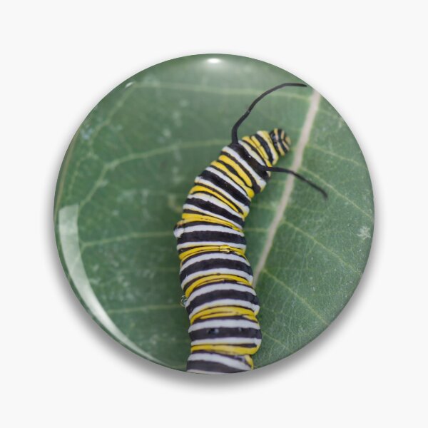 Artikelvorschau, Monarch-Raupe entworfen und verkauft von sarahjeanphoto.