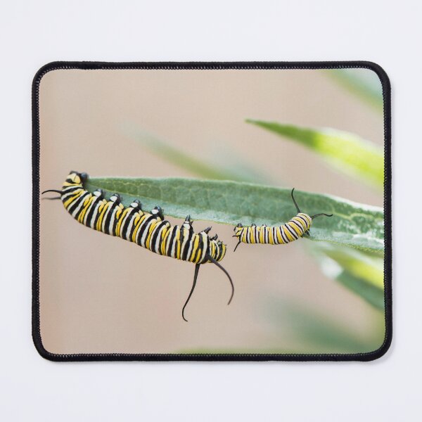 Item preview, monarch caterpillars playing designed and sold by sarahjeanphoto.