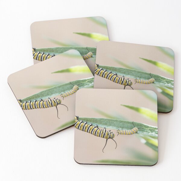 Item preview, monarch caterpillars playing designed and sold by sarahjeanphoto.