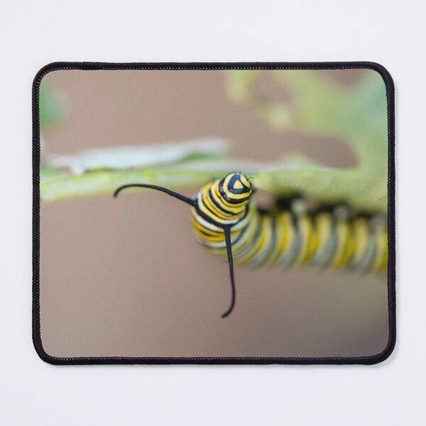 Item preview, monarch caterpillar designed and sold by sarahjeanphoto.