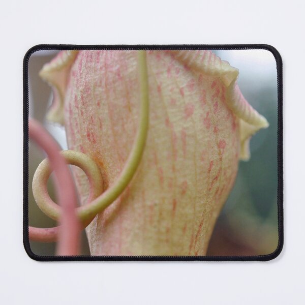 Item preview, Pitcher Plant in Rose and Cream - Botanical Photography - Original Abstract Fine Art designed and sold by SageFolio.