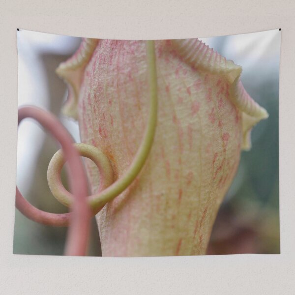 Item preview, Pitcher Plant in Rose and Cream - Botanical Photography - Original Abstract Fine Art designed and sold by SageFolio.