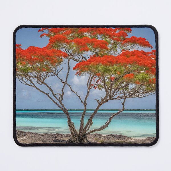 Item preview, Aruba awesome poinciana tree designed and sold by seahorse crossing.