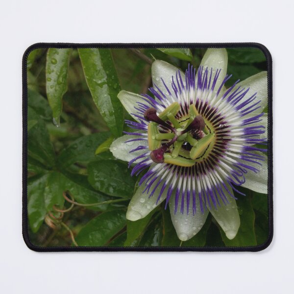 Item preview, Purple Passionflower designed and sold by aspiritualgirl.