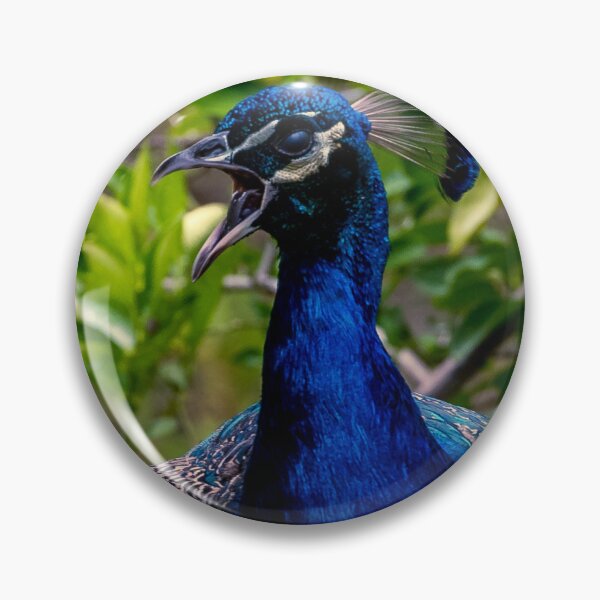 Item preview, The displeased peacock designed and sold by gympietog.