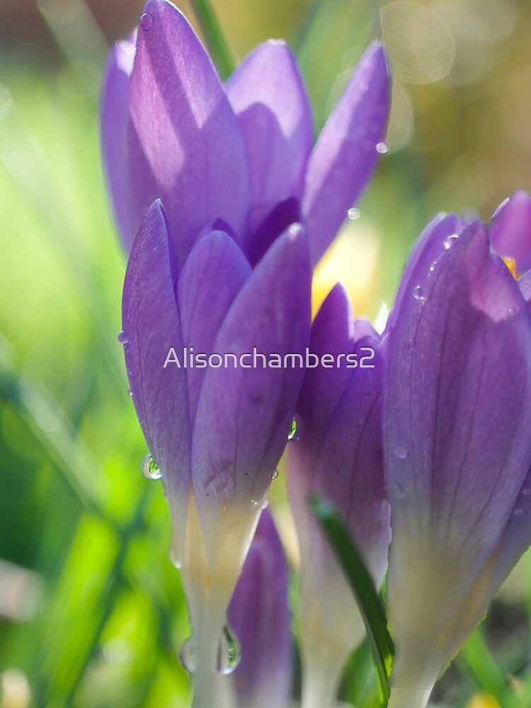 Thumbnail 4 of 4, iPhone Case, Spring Crocuses designed and sold by Alisonchambers2.