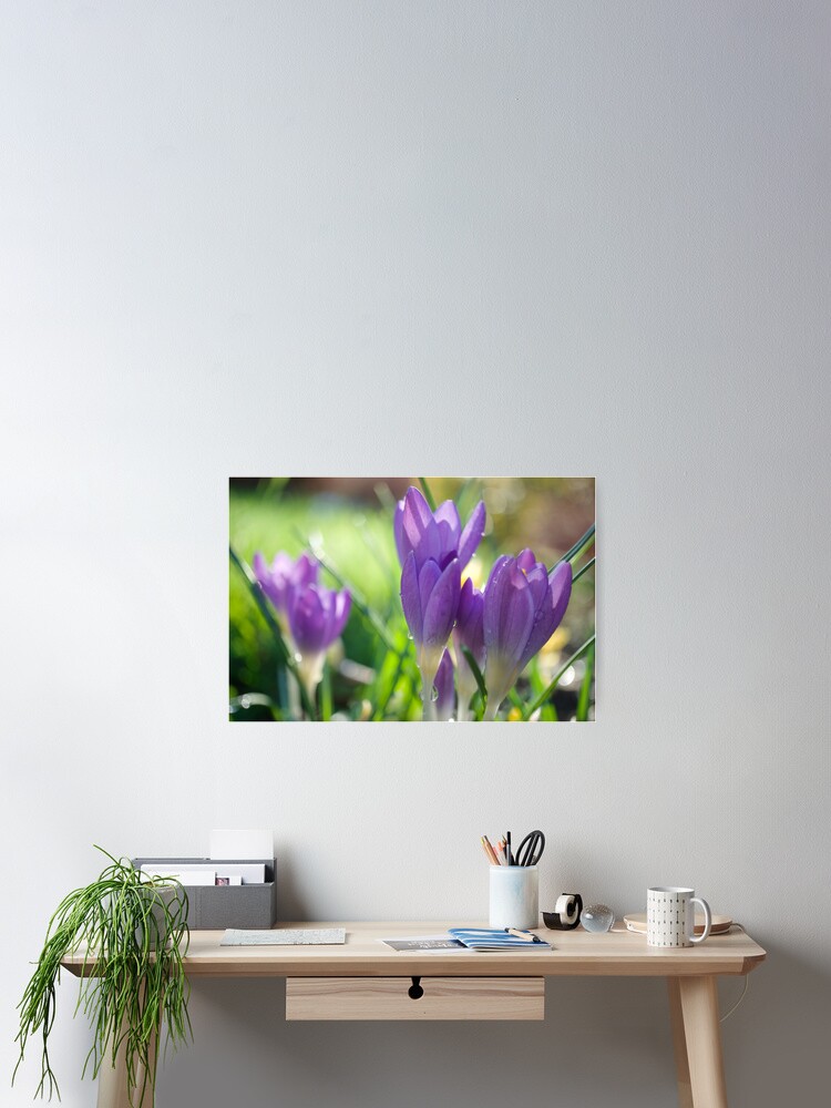 Thumbnail 2 of 3, Poster, Spring Crocuses designed and sold by Alisonchambers2.