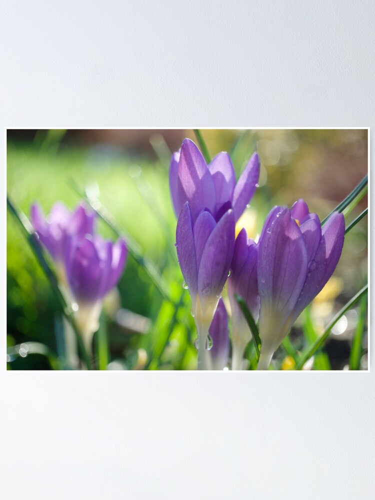 Thumbnail 1 of 3, Poster, Spring Crocuses designed and sold by Alisonchambers2.