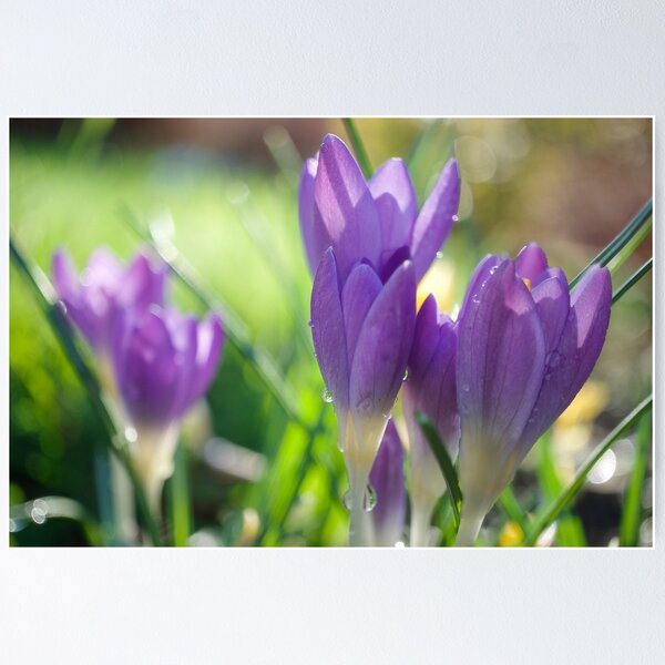 Item preview, Spring Crocuses designed and sold by Alisonchambers2.