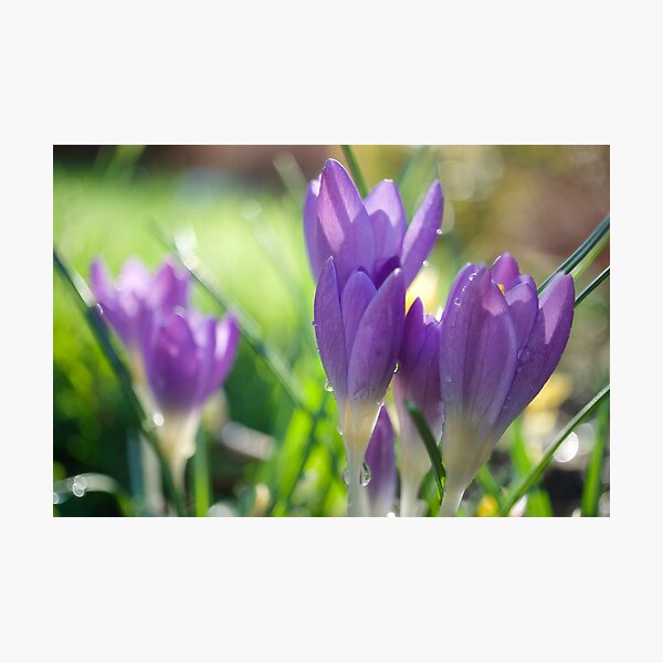Item preview, Spring Crocuses designed and sold by Alisonchambers2.