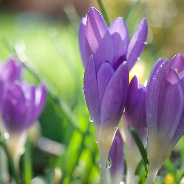 Artwork thumbnail, Spring Crocuses by Alisonchambers2