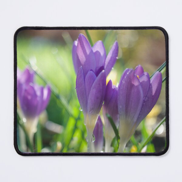 Item preview, Spring Crocuses designed and sold by Alisonchambers2.