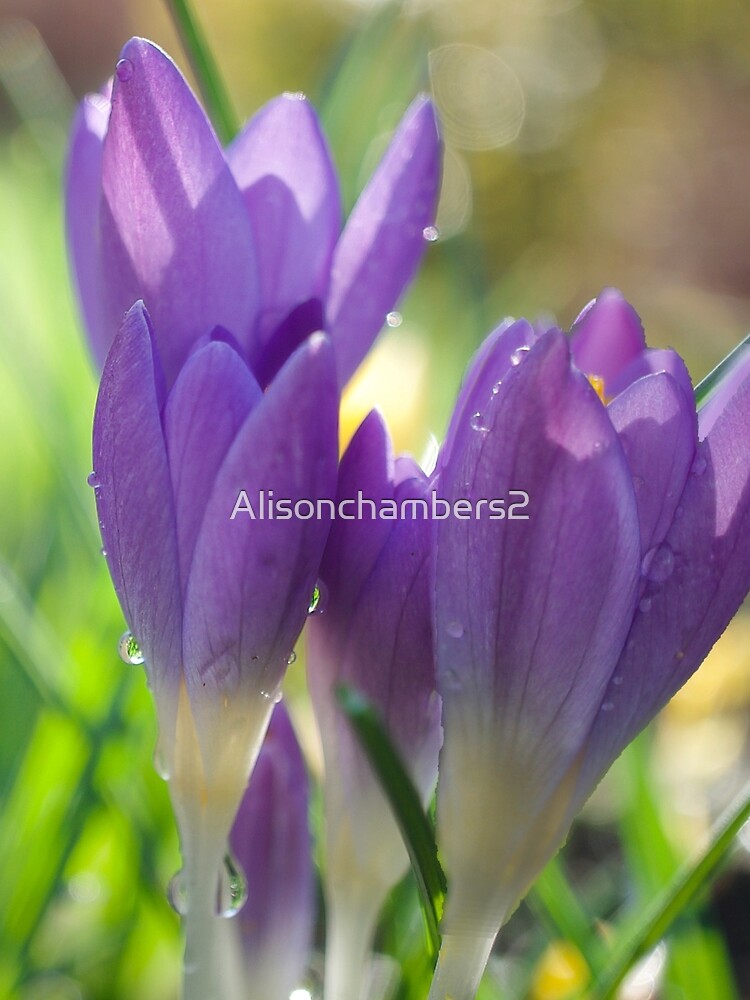 Thumbnail 3 of 3, Scarf, Spring Crocuses designed and sold by Alisonchambers2.