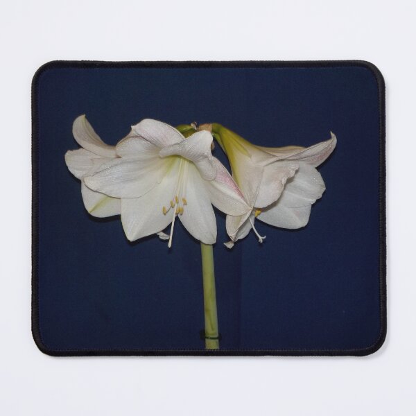 Item preview, Hippeastrum - White Amaryllis designed and sold by lezvee.
