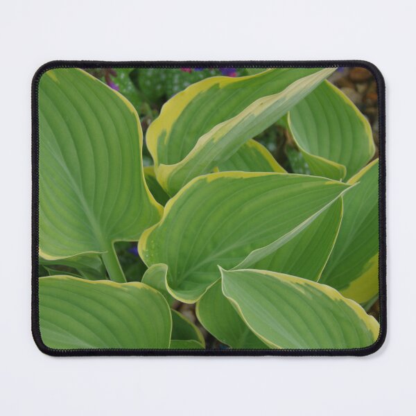 Item preview, Hosta designed and sold by lezvee.