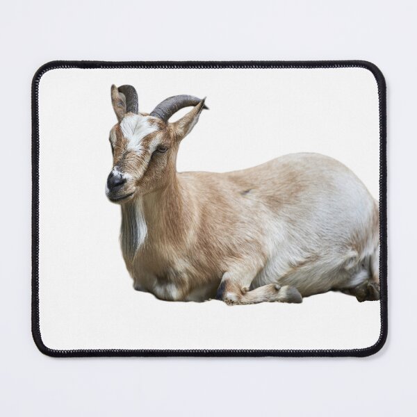 Item preview, Beautiful Chamois designed and sold by ThomasFoto.