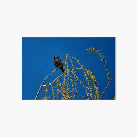 Item preview, Treetop Starling designed and sold by Eidetic Photos.