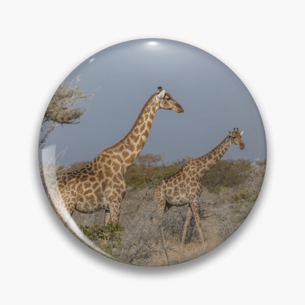 Item preview, Namibia. Etosha National Park. Giraffes.  designed and sold by vadim19.