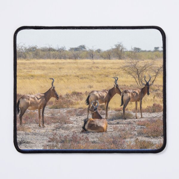 Item preview, Namibia. Etosha National Park. Hartebeests. designed and sold by vadim19.