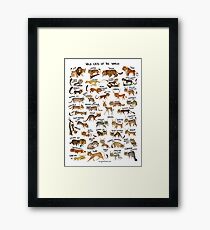 Wild Cats of the World Framed Print