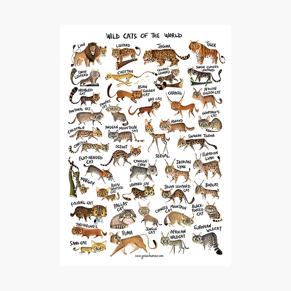 Wild Cats Of The World Poster By Rohanchak Redbubble