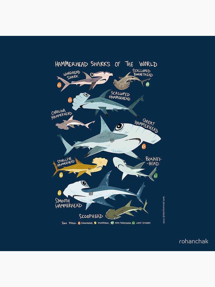 Hammerhead Sharks of the World Photographic Print