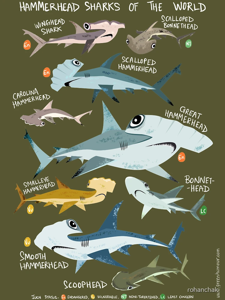 Hammerhead Sharks of the World marine biology gift T Shirt 100