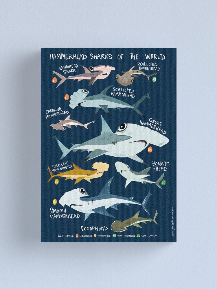 Alternate view of Hammerhead Sharks of the World Canvas Print