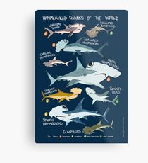 Lienzo metálico Tiburones martillo del mundo