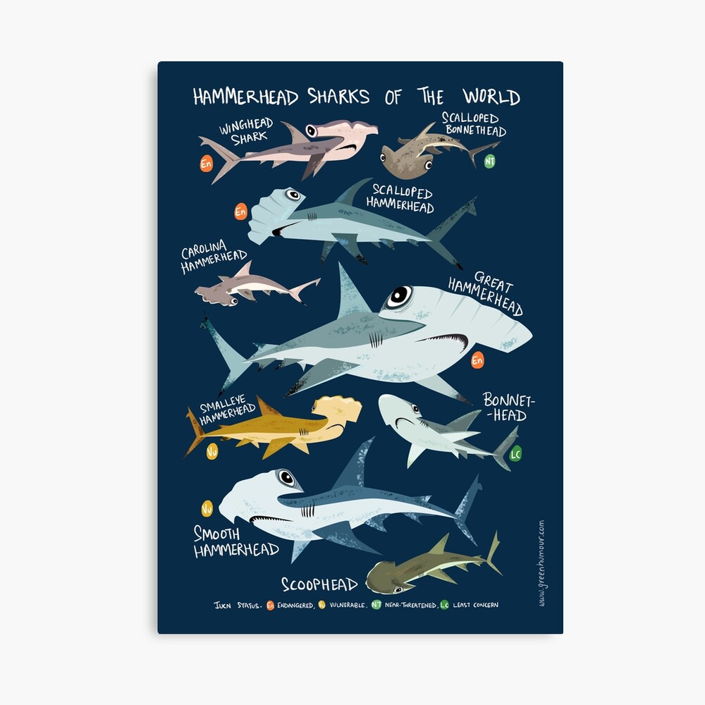 Hammerhead Sharks* Photographic Print