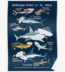 Hammerhead Sharks of the World Poster