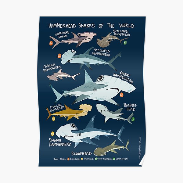 Hammerhead Sharks of the World Poster
