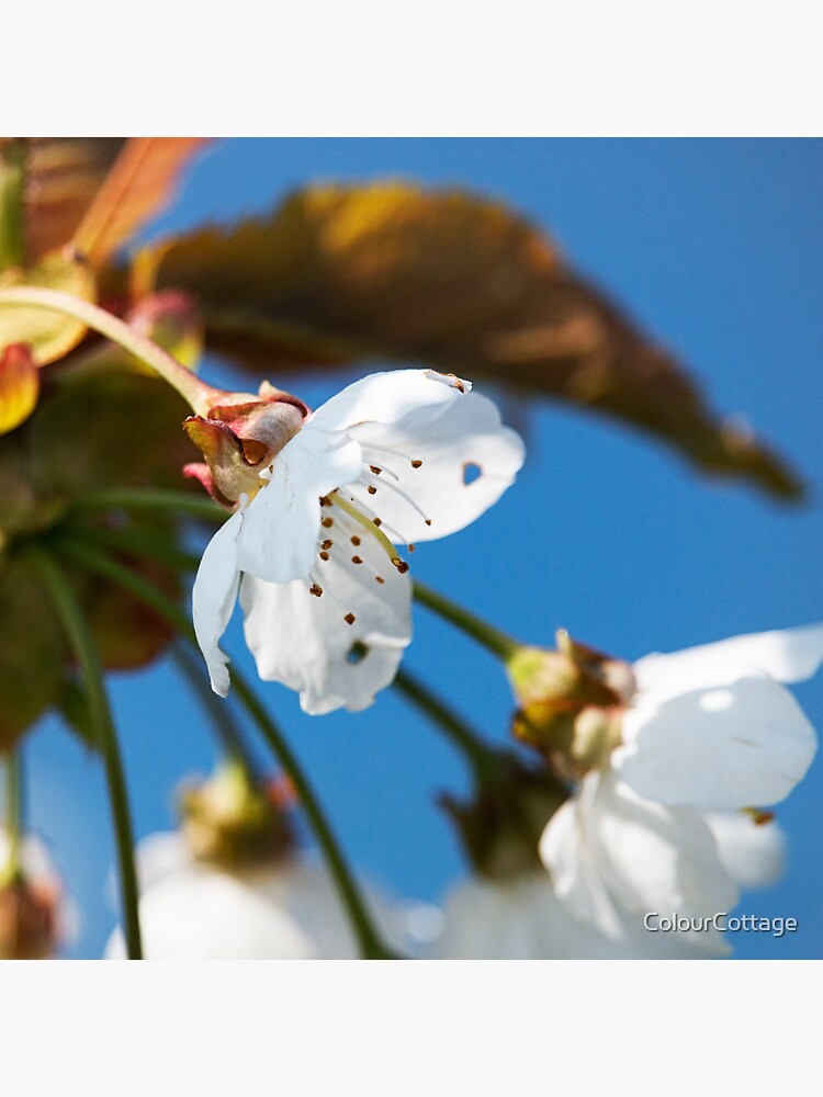 Spring blossoms 1 by ColourCottage