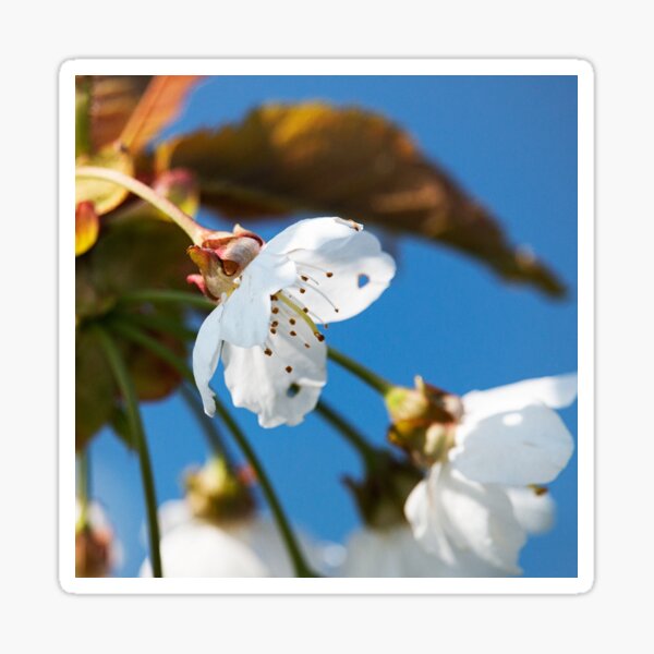 Spring blossoms 1 Sticker