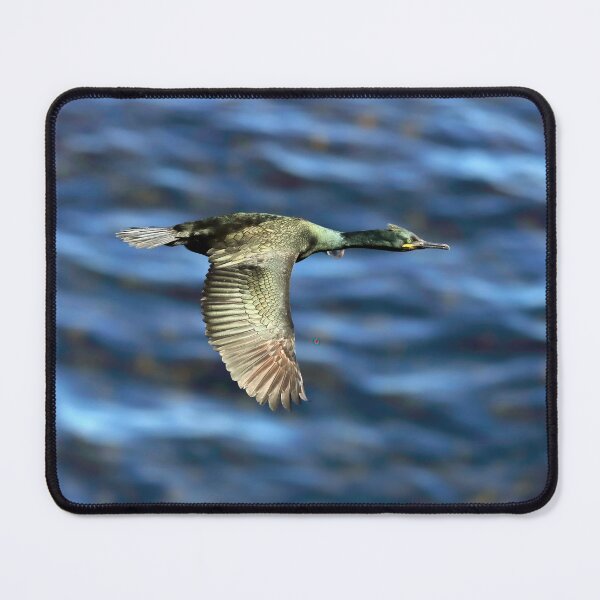 Item preview, Cormorant in Flight designed and sold by Tom McPherson Photography.