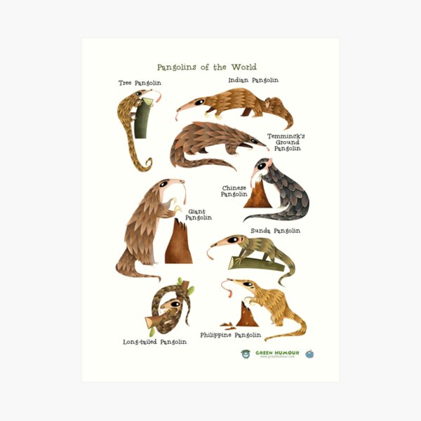 Pangolins of the World Art Print