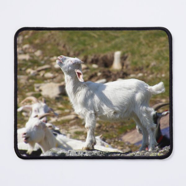 Item preview, Goat fawn on a stone designed and sold by ChicVoyagePics.