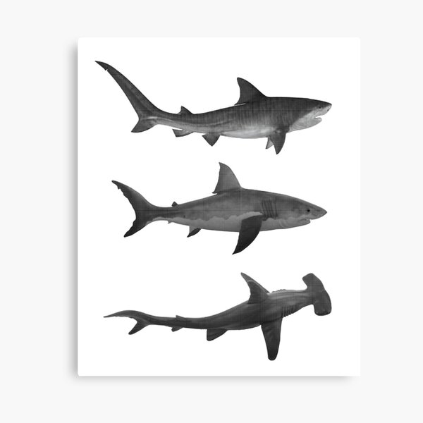 I Want To Nail You Hammerhead Shark Valentines Day Canvas Print By Banwa Redbubble - hammerhead shark roblox