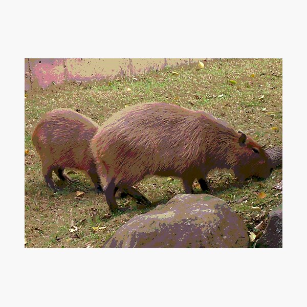 Item preview, Capybaras designed and sold by KingdomWildlife.
