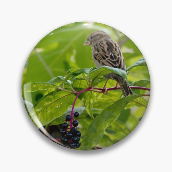 Item preview, Cute sparrow and pokeberries designed and sold by KRFNatureGifts.