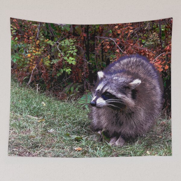Item preview, Raccoon #9 designed and sold by KingdomWildlife.