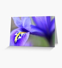 Iris Reticulata Greeting Card