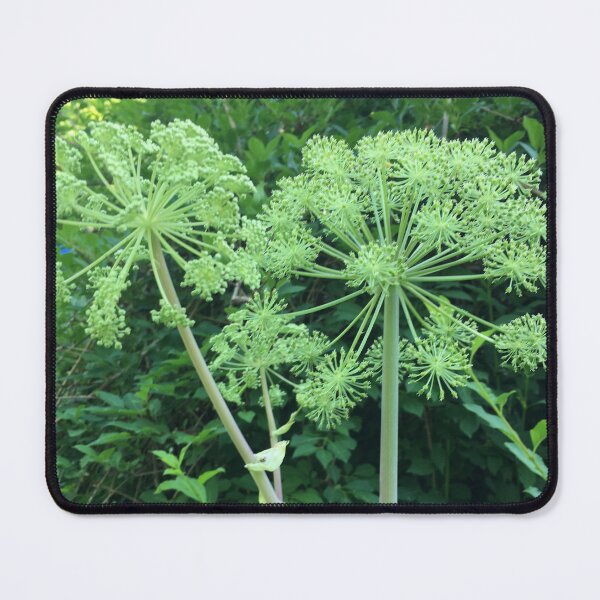Item preview, Angelica Flowers designed and sold by aspiritualgirl.